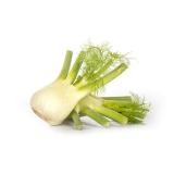 Fenchel