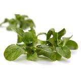 Ackersalat