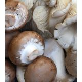 Pilze gemischt