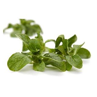 Ackersalat
