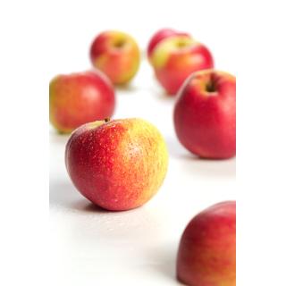 Äpfel Gerlinde