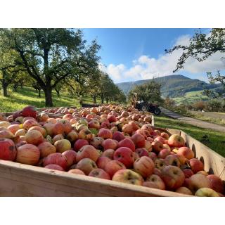 Alte Apfelsorten gemischt