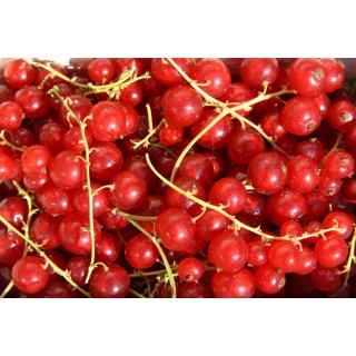 Johannisbeeren rot 250g Schale