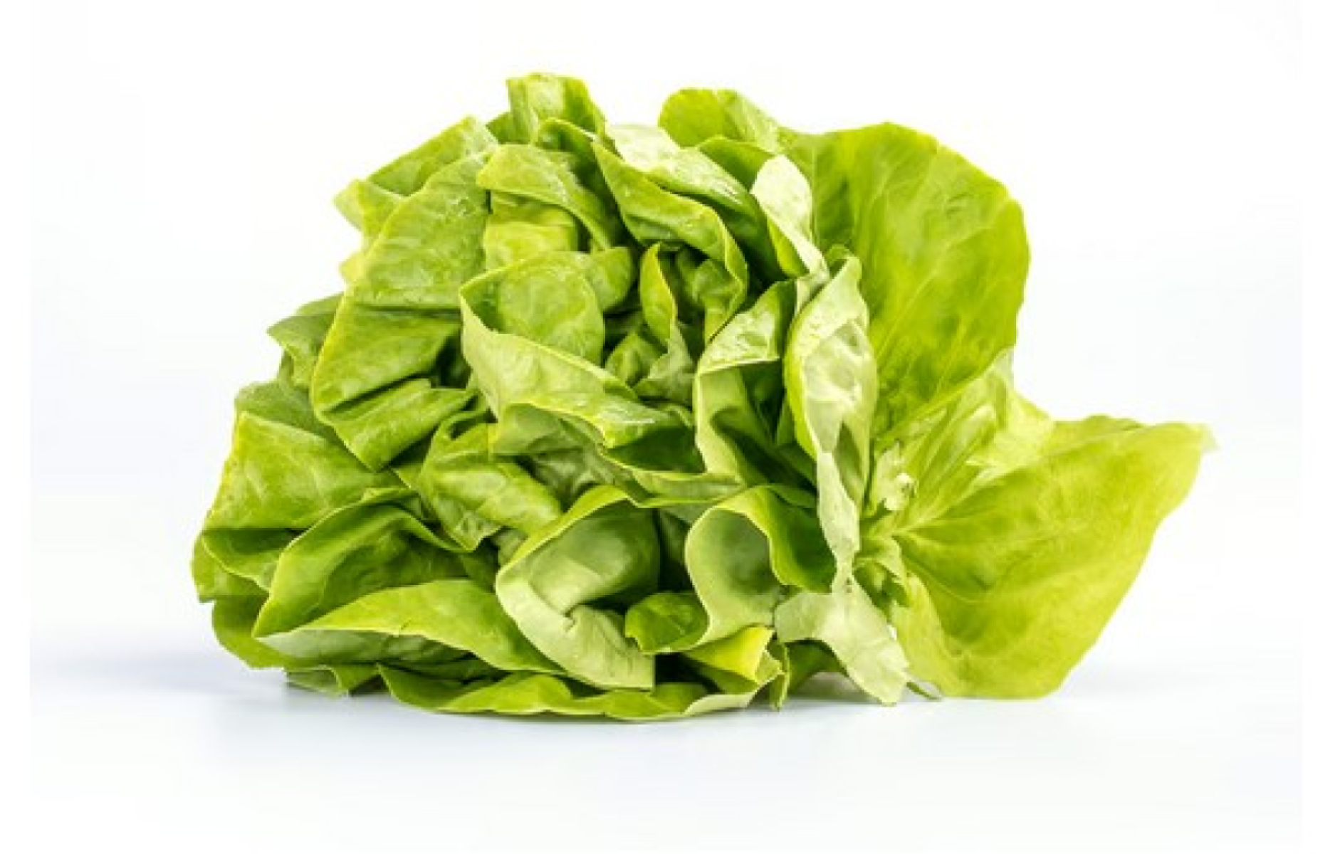 Kopfsalat