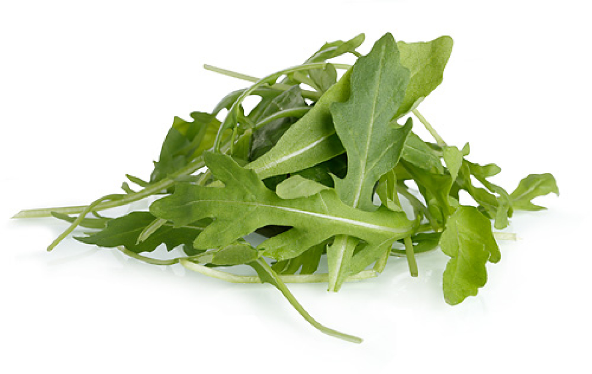 Ruccola