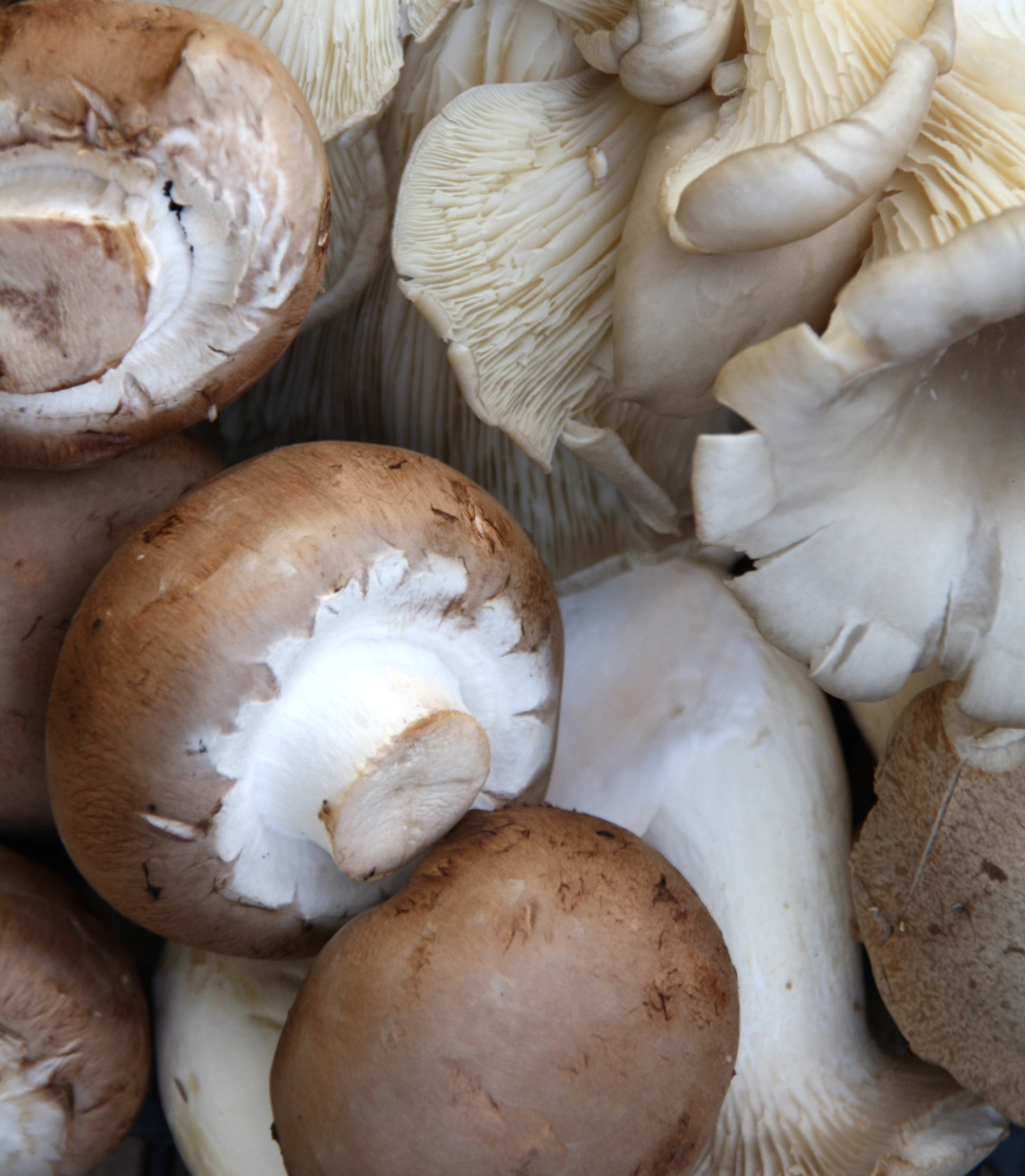 Pilze gemischt
