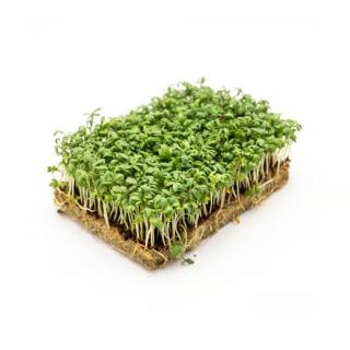 Kresse im Schälchen