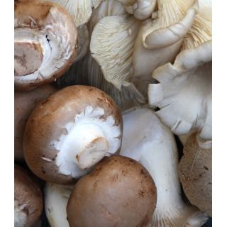 Pilze gemischt