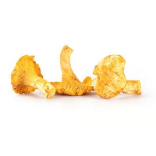 Pfifferlinge frisch