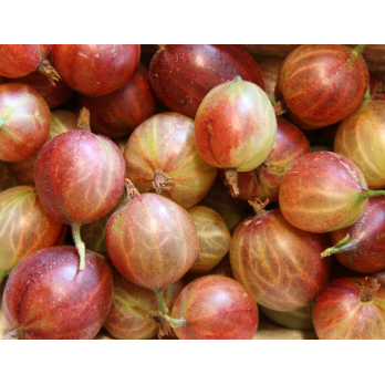 Stachelbeeren 250g Schale